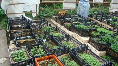 Конкурс юных овощеводов «Во саду ли в огороде»
